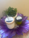 Chamomile cream (large)